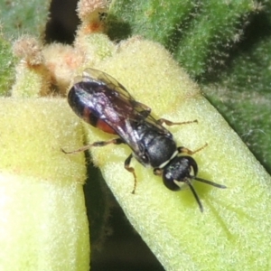 Hylaeus (Prosopisteron) littleri at Pollinator-friendly garden Conder - 27 Apr 2023