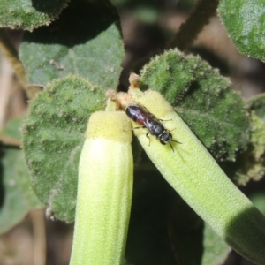 Hylaeus (Prosopisteron) littleri at Pollinator-friendly garden Conder - 27 Apr 2023