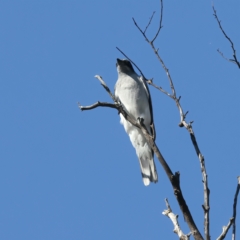 Coracina novaehollandiae (Black-faced Cuckooshrike) at Majura, ACT - 8 Oct 2023 by jb2602