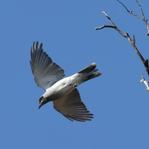 Coracina novaehollandiae at Majura, ACT - 8 Oct 2023