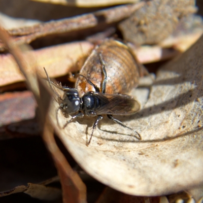 Ampulicidae (family) (Cockroach Wasp) at Higgins, ACT - 8 Oct 2023 by Trevor