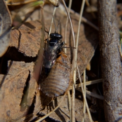 Ampulicidae (family) at Higgins, ACT - 8 Oct 2023 01:48 PM