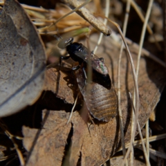 Ampulicidae (family) at Higgins, ACT - 8 Oct 2023 01:48 PM