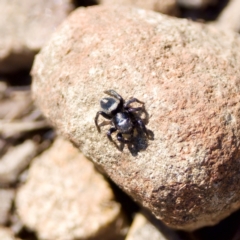 Salpesia sp. (genus) (Salpesia Jumping Spider) at Bungonia, NSW - 1 Oct 2023 by KorinneM