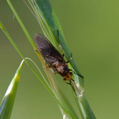 Inopus rubriceps (Sugarcane Soldier Fly) at Higgins Woodland - 8 Oct 2023 by Trevor