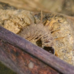 Archichauliodes sp. (genus) (Fishfly) at Bungonia, NSW - 1 Oct 2023 by KorinneM