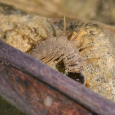 Archichauliodes sp. (genus) (Fishfly) at Bungonia, NSW - 1 Oct 2023 by KorinneM