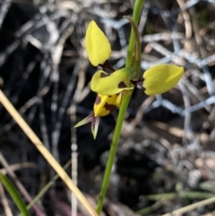 Diuris sulphurea (Tiger Orchid) at Brindabella, NSW - 7 Oct 2023 by NedJohnston