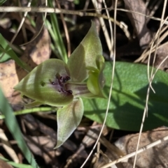 Chiloglottis valida (Large Bird Orchid) at Bondo State Forest - 6 Oct 2023 by Ned_Johnston