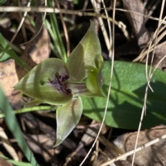 Chiloglottis valida (Large Bird Orchid) at Brindabella, NSW - 7 Oct 2023 by NedJohnston