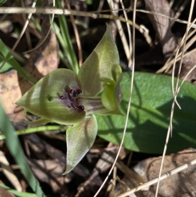 Chiloglottis valida (Large Bird Orchid) at Bondo State Forest - 6 Oct 2023 by Ned_Johnston