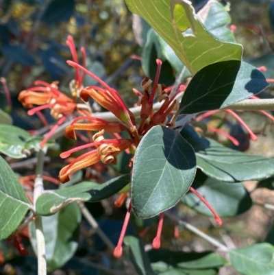 Grevillea oxyantha subsp. oxyantha (Kybean Grevillea) at Cotter River, ACT - 7 Oct 2023 by NedJohnston