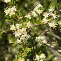 Micrantheum hexandrum (Box Micrantheum) at Cotter River, ACT - 7 Oct 2023 by Ned_Johnston