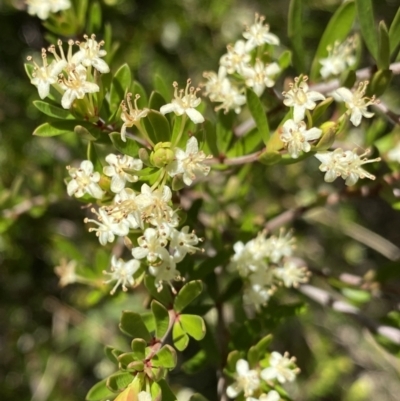 Micrantheum hexandrum (Box Micrantheum) at Namadgi National Park - 7 Oct 2023 by Ned_Johnston