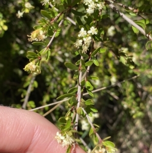 Micrantheum hexandrum at Cotter River, ACT - 7 Oct 2023