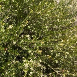 Micrantheum hexandrum at Cotter River, ACT - 7 Oct 2023