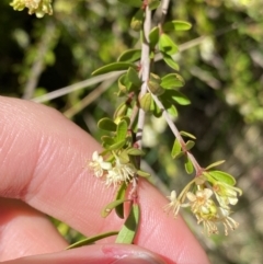 Micrantheum hexandrum at Cotter River, ACT - 7 Oct 2023