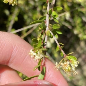 Micrantheum hexandrum at Cotter River, ACT - 7 Oct 2023