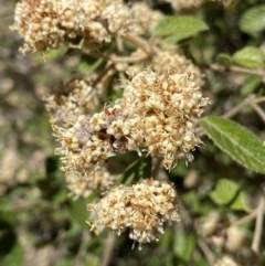 Pomaderris eriocephala (Woolly-head Pomaderris) at Cotter River, ACT - 7 Oct 2023 by NedJohnston