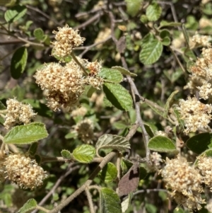 Pomaderris eriocephala at Cotter River, ACT - 7 Oct 2023