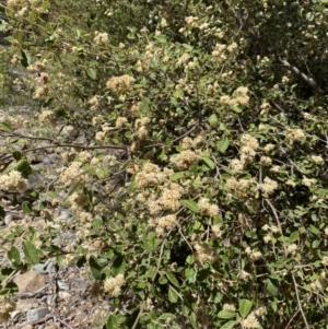 Pomaderris eriocephala at Cotter River, ACT - 7 Oct 2023