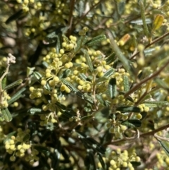 Pomaderris angustifolia (Pomaderris) at Cotter River, ACT - 7 Oct 2023 by NedJohnston