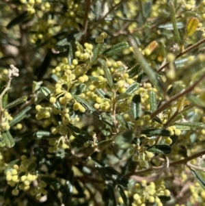 Pomaderris angustifolia at Cotter River, ACT - 7 Oct 2023