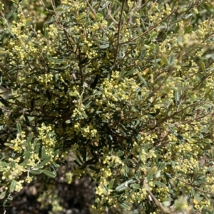 Pomaderris angustifolia at Cotter River, ACT - 7 Oct 2023