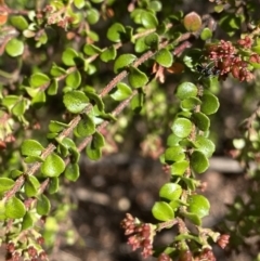 Leionema lamprophyllum subsp. obovatum (Shiny Phebalium) at Cotter River, ACT - 7 Oct 2023 by NedJohnston
