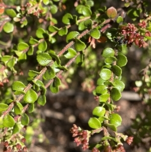 Leionema lamprophyllum subsp. obovatum at Cotter River, ACT - 7 Oct 2023