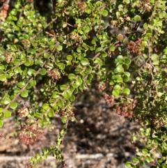 Leionema lamprophyllum subsp. obovatum at Cotter River, ACT - 7 Oct 2023