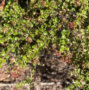 Leionema lamprophyllum subsp. obovatum at Cotter River, ACT - 7 Oct 2023