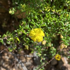 Hibbertia ericifolia subsp. ericifolia at Cotter River, ACT - 7 Oct 2023 12:45 PM