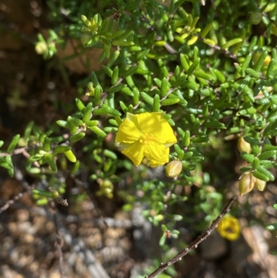 Hibbertia ericifolia subsp. ericifolia (A Guinea Flower) at Namadgi National Park - 7 Oct 2023 by NedJohnston