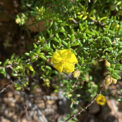 Hibbertia ericifolia subsp. ericifolia (A Guinea Flower) at Cotter River, ACT - 7 Oct 2023 by Ned_Johnston