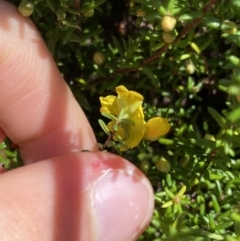 Hibbertia ericifolia subsp. ericifolia at Cotter River, ACT - 7 Oct 2023