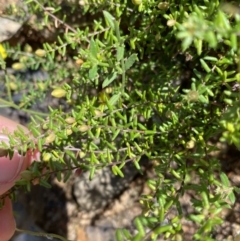 Hibbertia ericifolia subsp. ericifolia at Cotter River, ACT - 7 Oct 2023