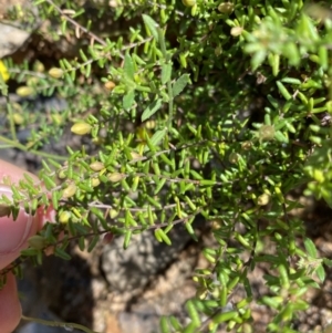 Hibbertia ericifolia subsp. ericifolia at Cotter River, ACT - 7 Oct 2023 12:45 PM