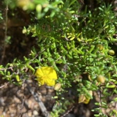 Hibbertia ericifolia subsp. ericifolia at Cotter River, ACT - 7 Oct 2023 12:45 PM