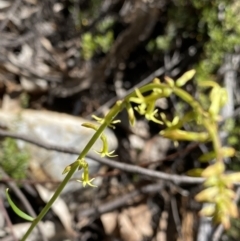 Stackhousia viminea (Slender Stackhousia) at Cotter River, ACT - 7 Oct 2023 by NedJohnston