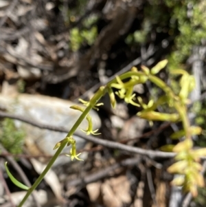 Stackhousia viminea at Cotter River, ACT - 7 Oct 2023
