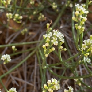 Choretrum pauciflorum at Cotter River, ACT - 7 Oct 2023