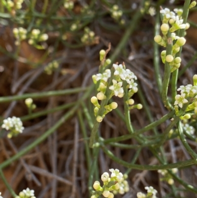 Choretrum pauciflorum (Dwarf Sour Bush) at Cotter River, ACT - 7 Oct 2023 by Ned_Johnston