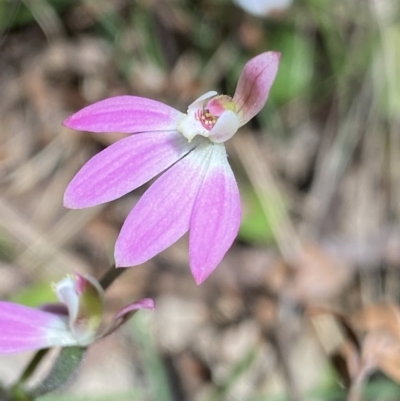 Caladenia carnea (Pink Fingers) at Cotter River, ACT - 7 Oct 2023 by NedJohnston