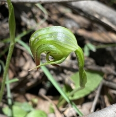 Pterostylis nutans (Nodding Greenhood) at Cotter River, ACT - 7 Oct 2023 by NedJohnston