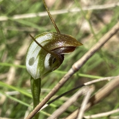 Pterostylis pedunculata (Maroonhood) at Cotter River, ACT - 7 Oct 2023 by Ned_Johnston
