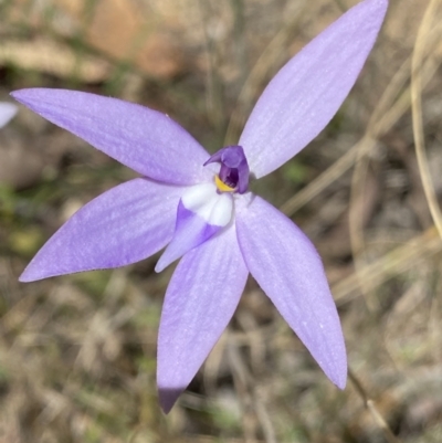 Glossodia major (Wax Lip Orchid) at Namadgi National Park - 7 Oct 2023 by Ned_Johnston