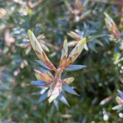 Acrotriche leucocarpa (Tall Acrotriche) at Namadgi National Park - 7 Oct 2023 by NedJohnston