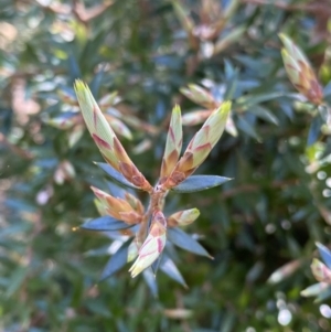 Acrotriche leucocarpa at Cotter River, ACT - 7 Oct 2023