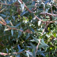 Acrotriche leucocarpa at Cotter River, ACT - 7 Oct 2023 02:13 PM